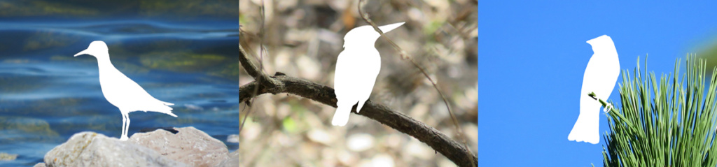 "Birdland and the Anthropocene" exhibition curated by Lynne Parks opens Oct 6, 2017 at the Peale. Image: Lynne Parks, "missing birds," photograph, 2017.