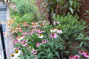 A large section of pink and white coneflowers in the Peale's urban garden.