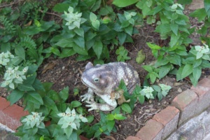 A small frog sculpture in the garden at the Peale Center.